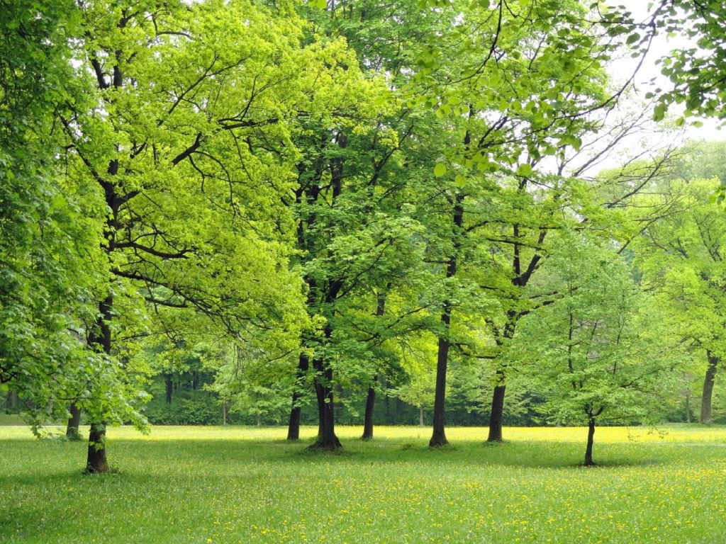 Grazie al bando bioclima ricadute positive per i parchi e le riserve naturali di Regione Lombardia