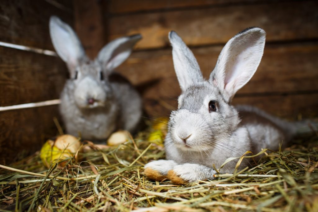 allevamenti di conigli