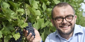 vendemmia al via in Oltrepò Pavese