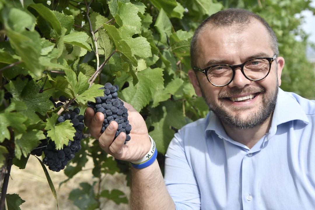 vendemmia al via in Oltrepò Pavese