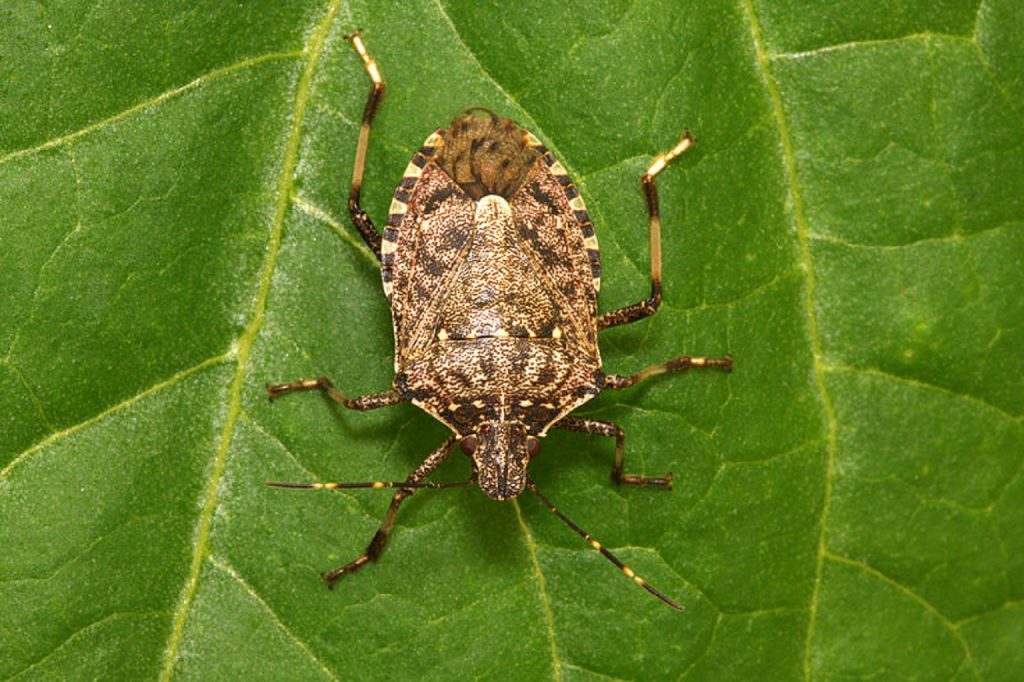 La cimice asiatica è responsabile di veri e propri disastri alle coltivazioni.