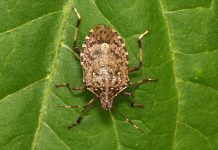 La cimice asiatica è responsabile di veri e propri disastri alle coltivazioni.