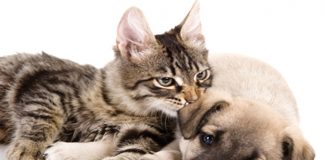 Pets in the city