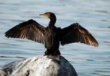 commissione regionale cormorani