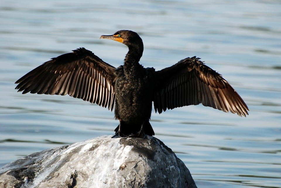 commissione regionale cormorani