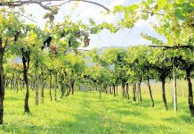 protocollo covid lavoratori stagionali