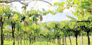 protocollo covid lavoratori stagionali