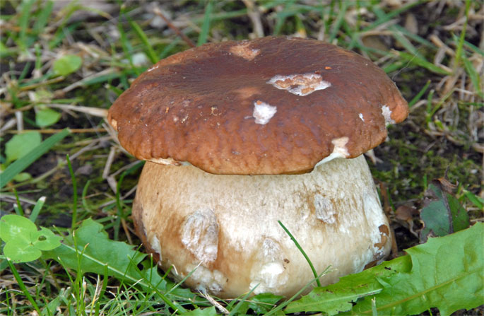 funghi