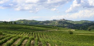 comunità montane misure forestali