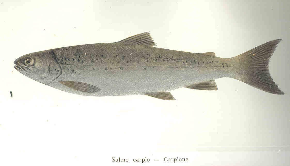 pesca