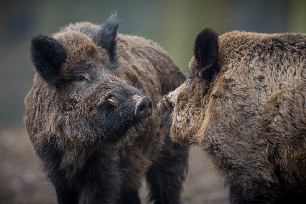 caccia al cinghiale