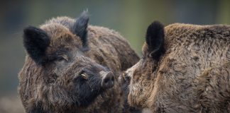 caccia al cinghiale