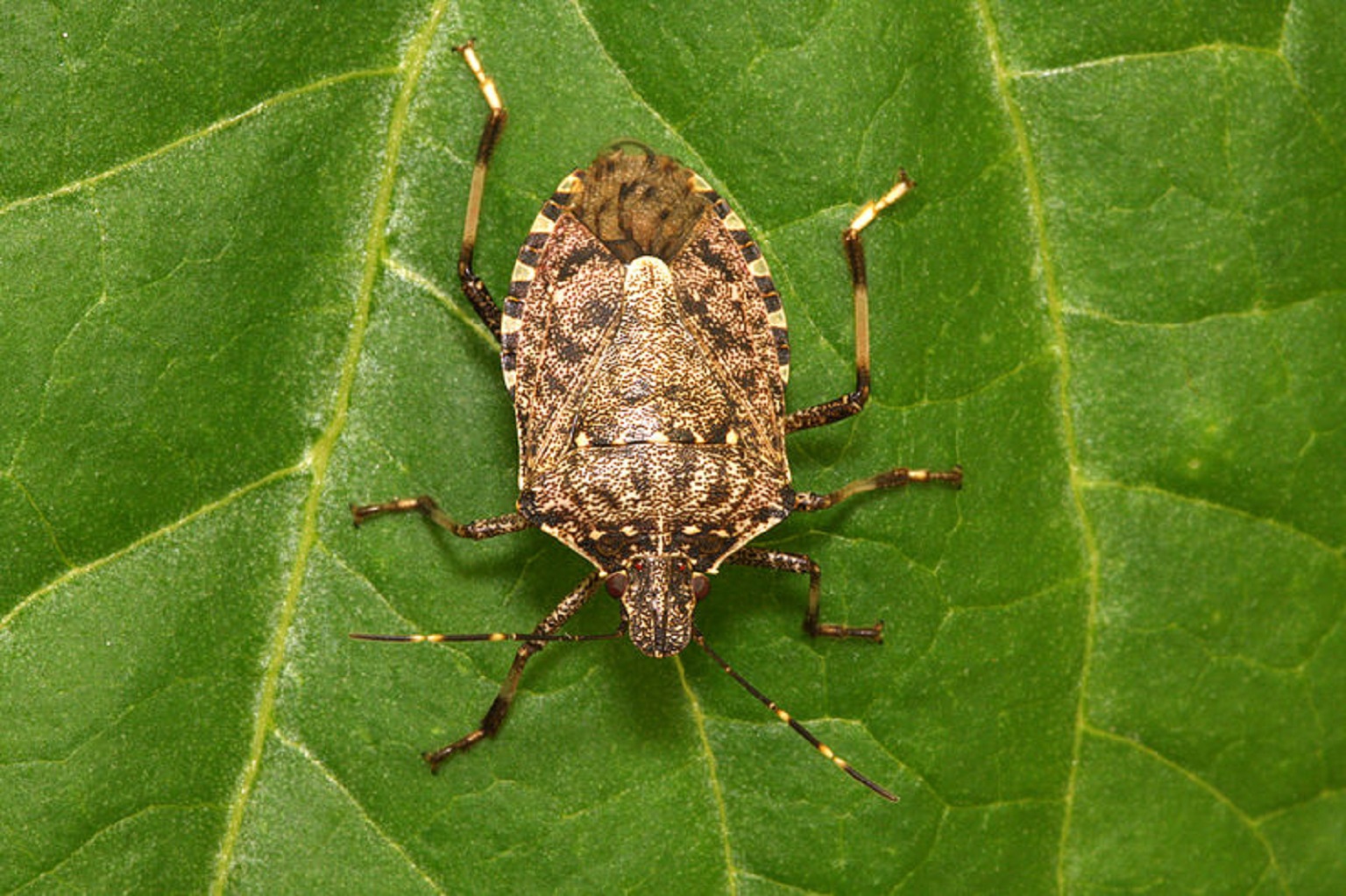 Cimice asiatica reti anti-insetto