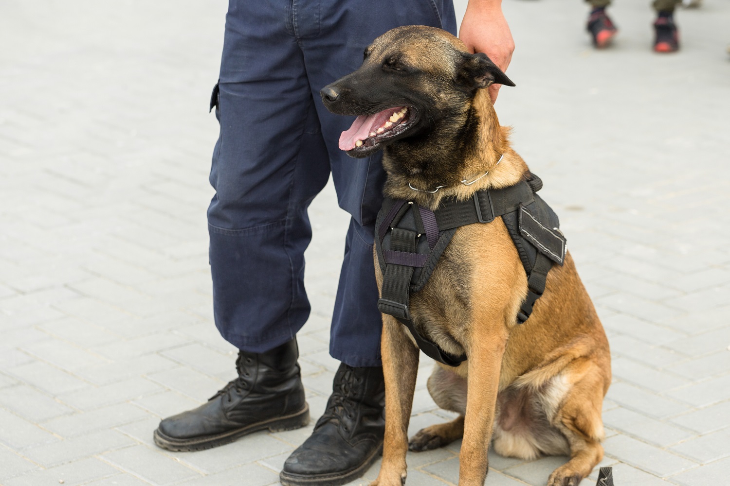 operazione antidroga cinisello