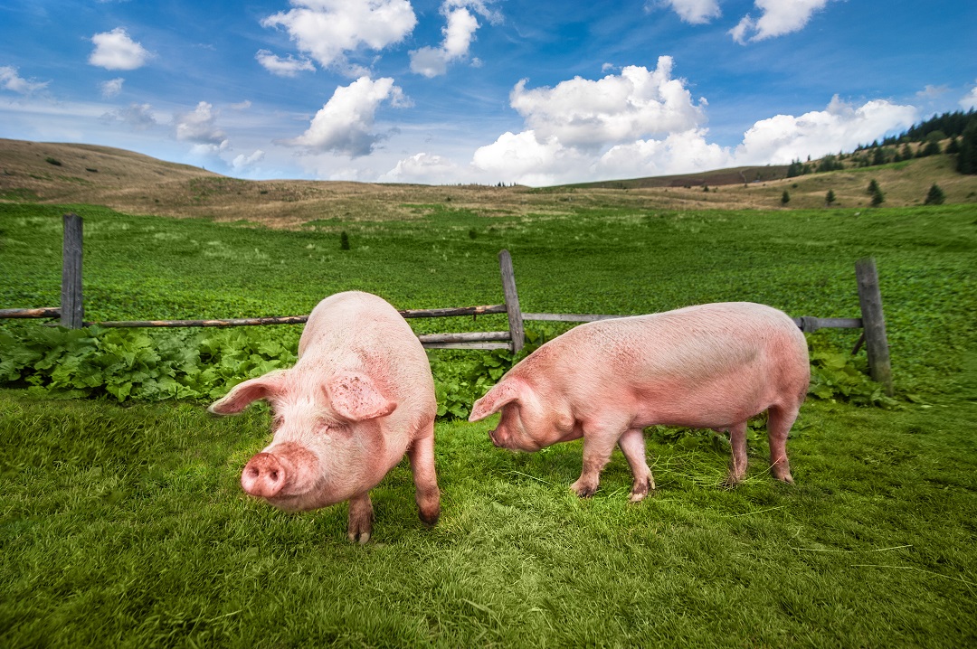 500 milioni filiere agricole