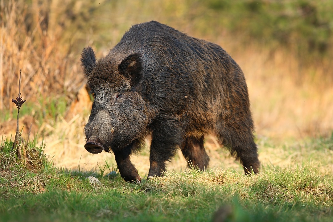 caccia selezione cinghiale