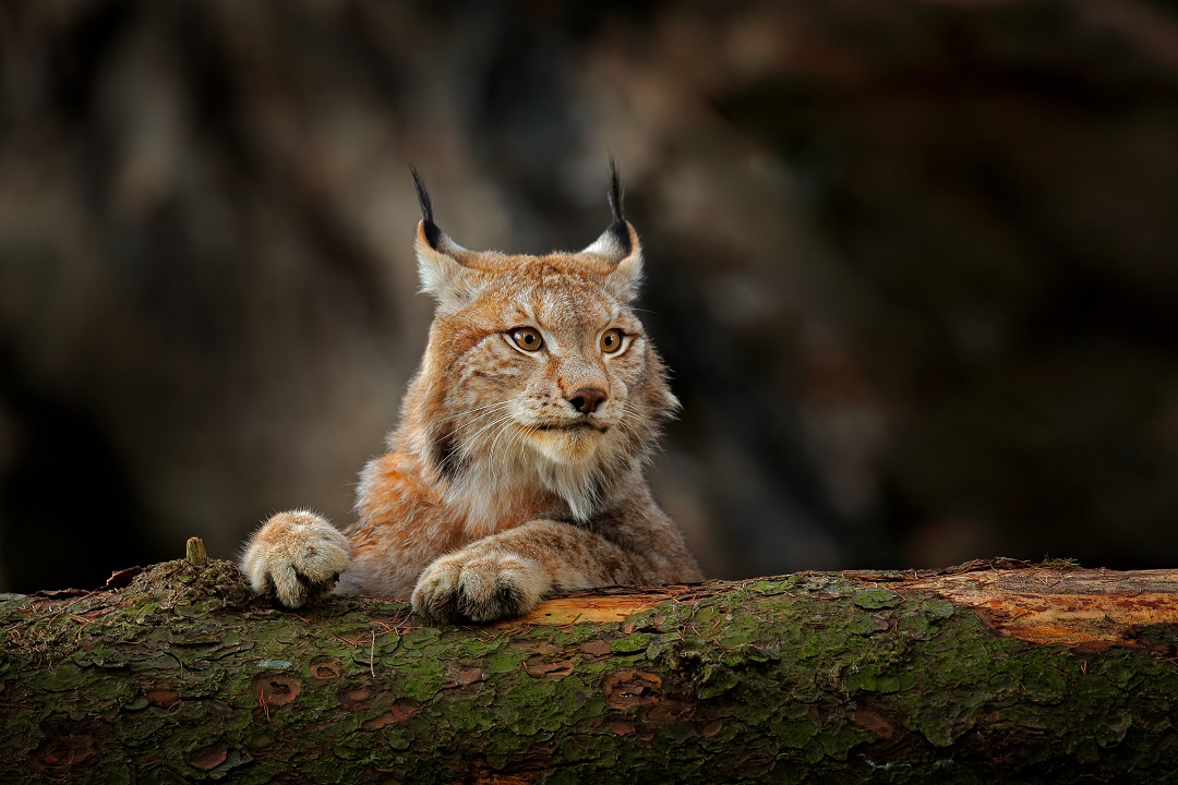 lince