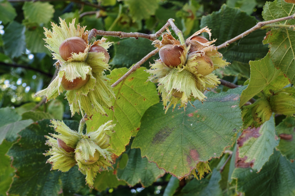 Filiera Nocciola