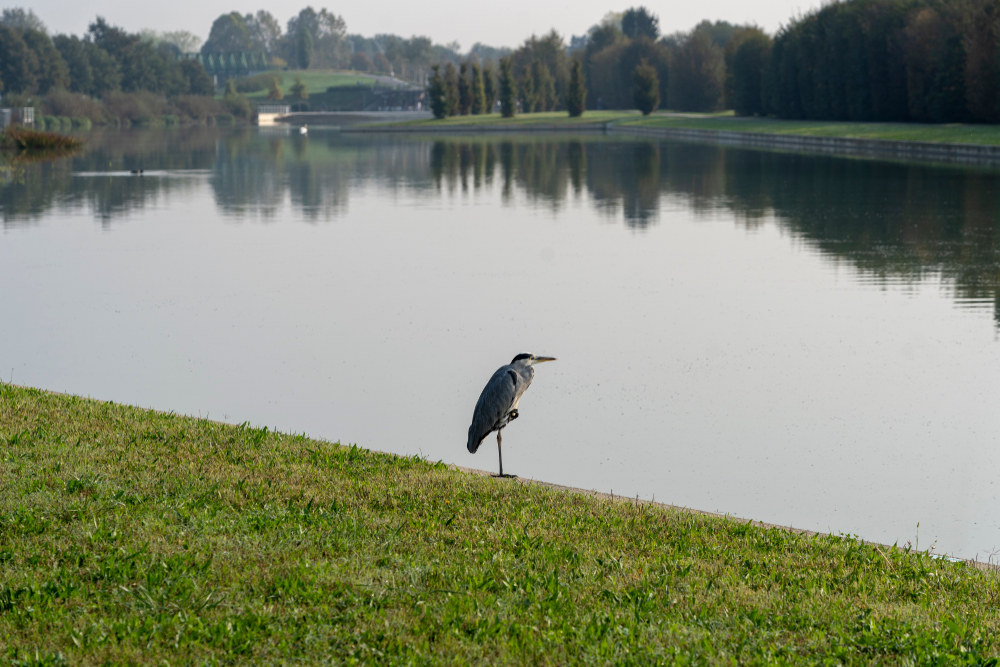 Fiume Seveso scongiurata esondazione