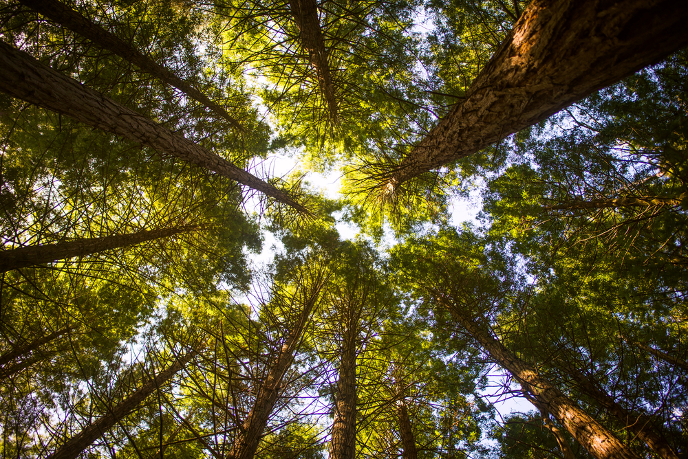 Giornata Albero 2020