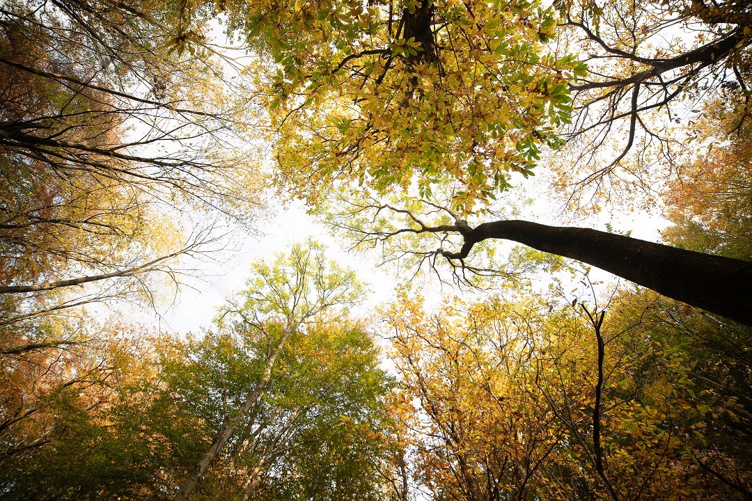 carta foreste lombardia