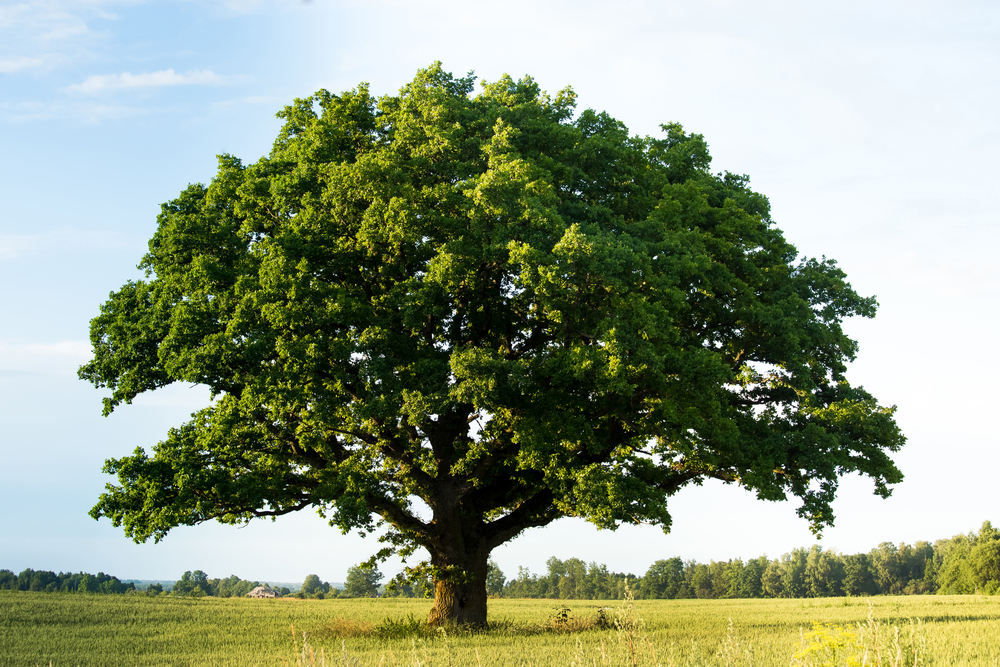 giornata albero 2020