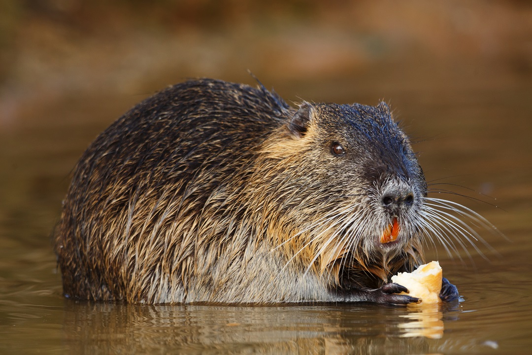 nutria