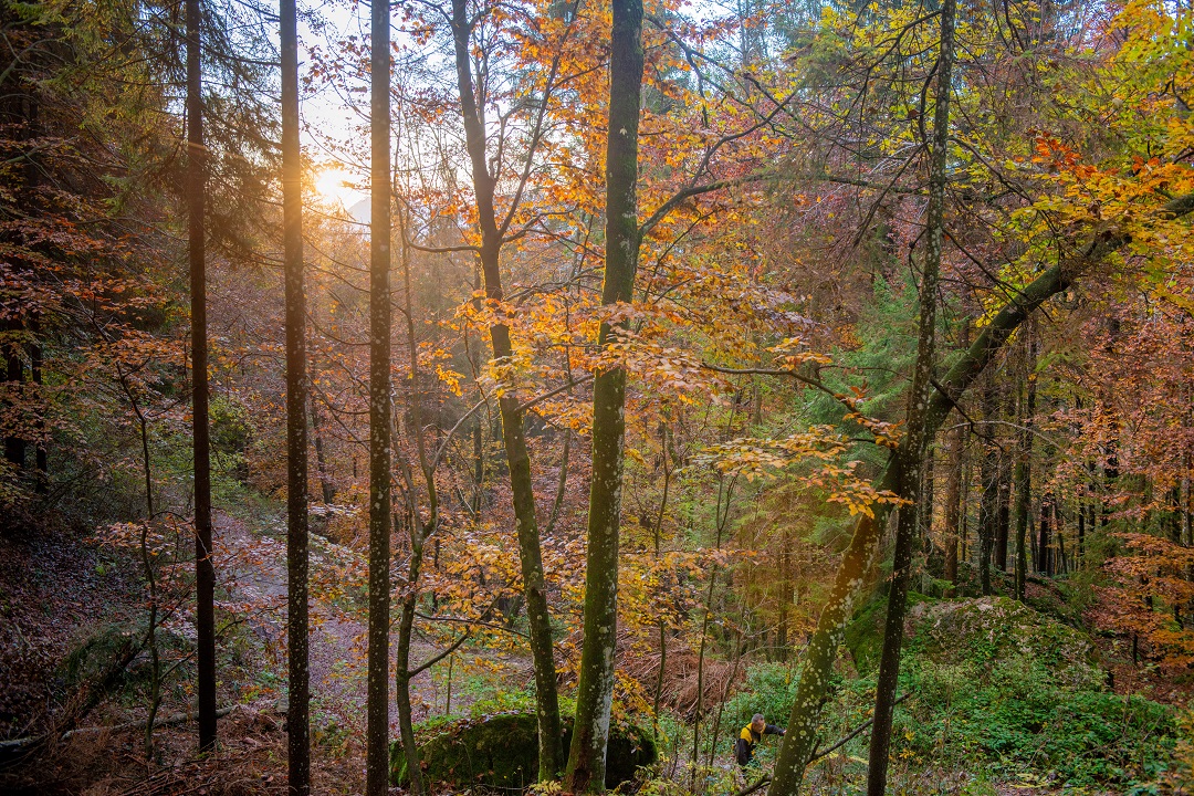 rapporto foreste lombardia 2019