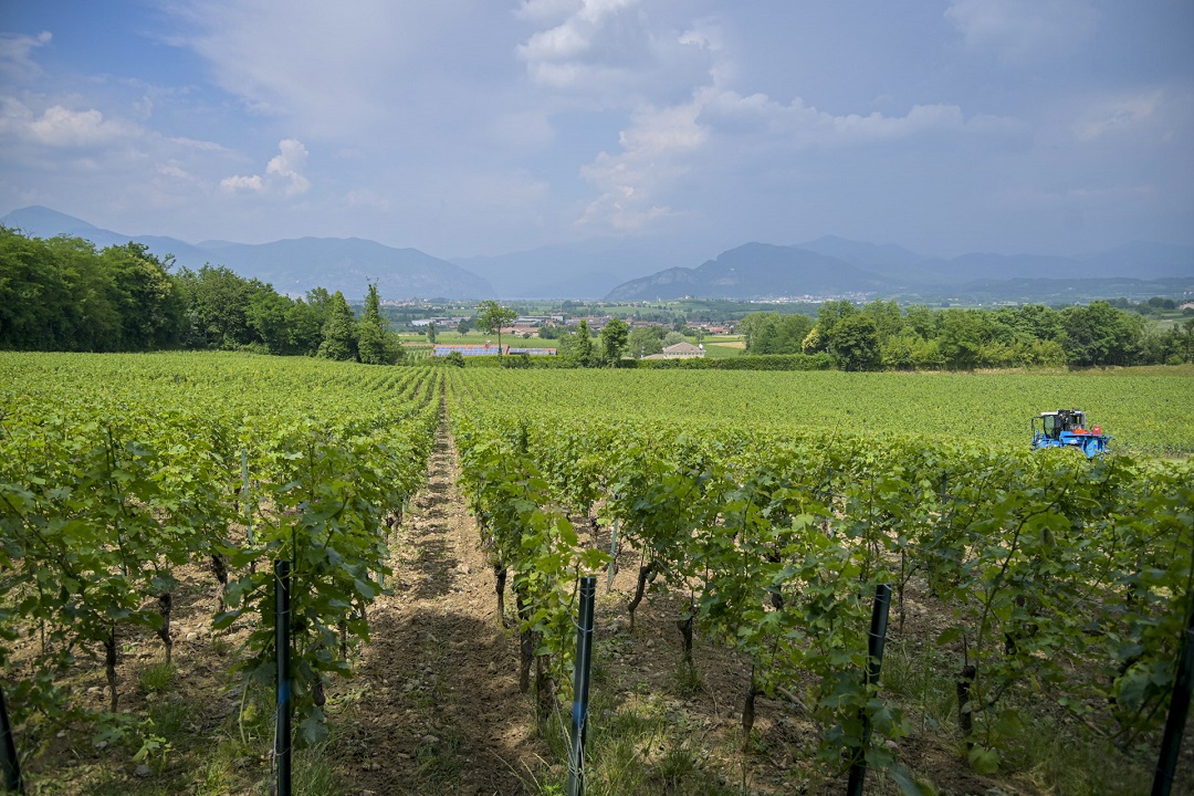 cà del bosco franciacorta