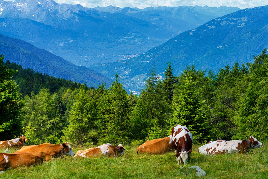 agricoltura montagna programmazione agricola