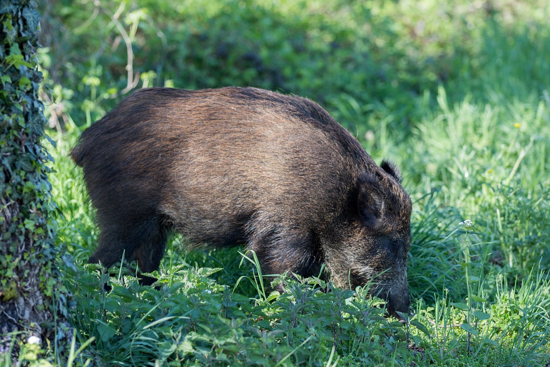 cinghiale stop parere ispra