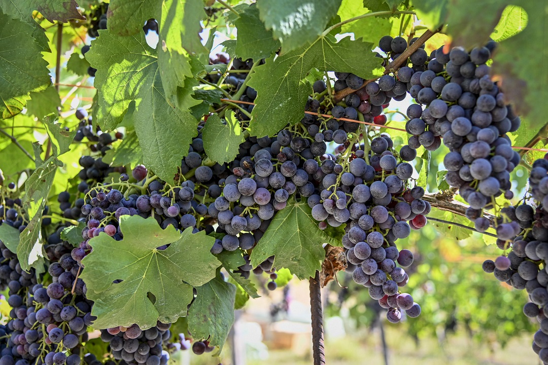 vendemmia Oltrepò Pavese