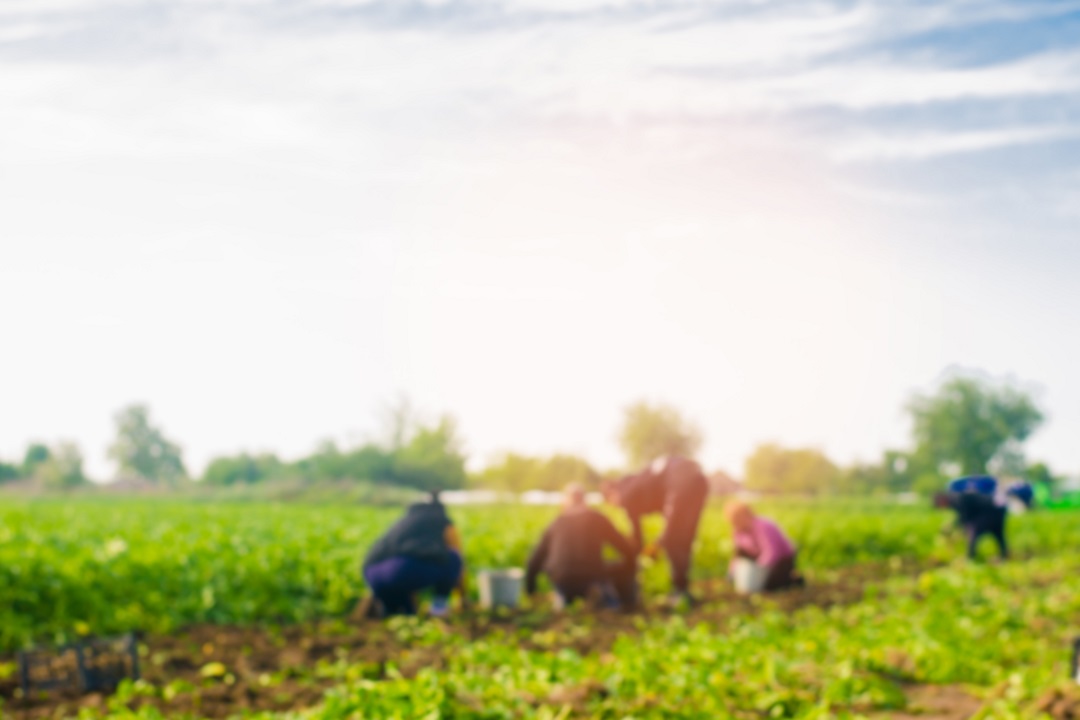 Reddito cittadinanza e agricoltura