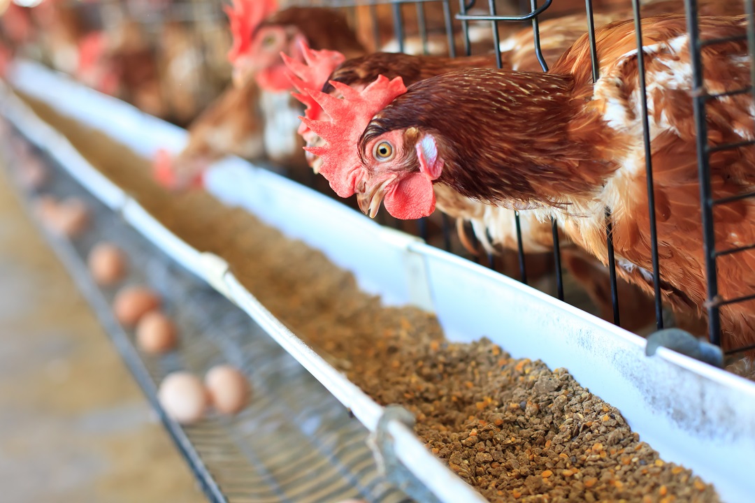Per allevamenti avicoli servono ristori contro aviaria
