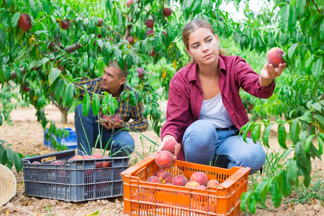 aziende agricole under 40