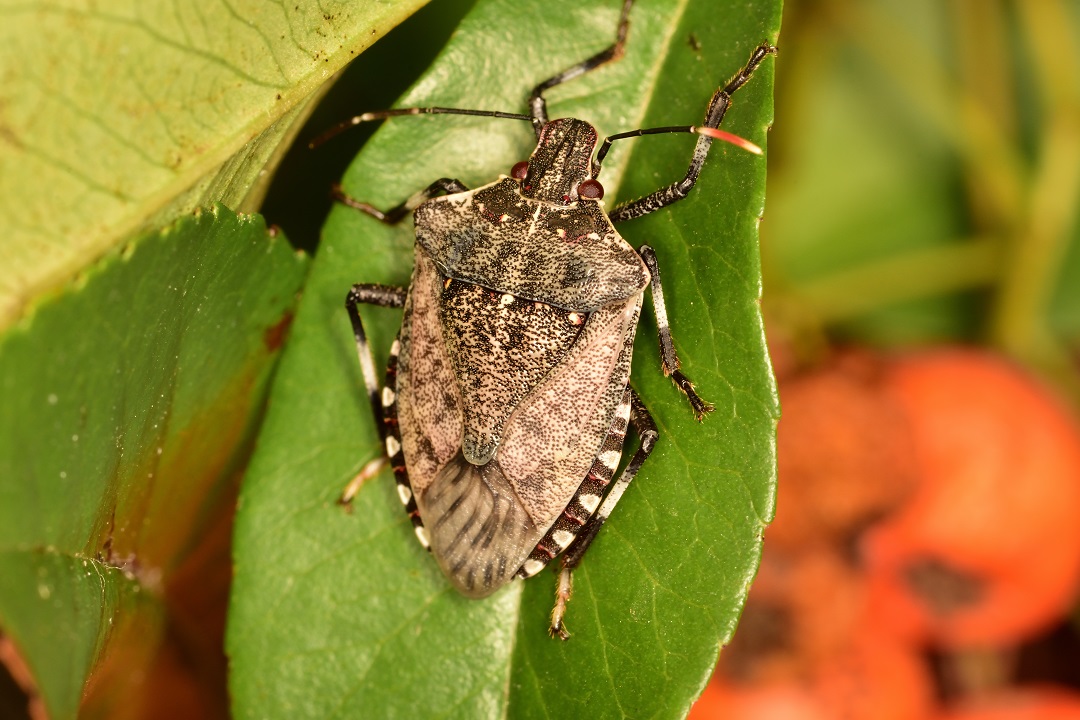 lotta cimice asiatica