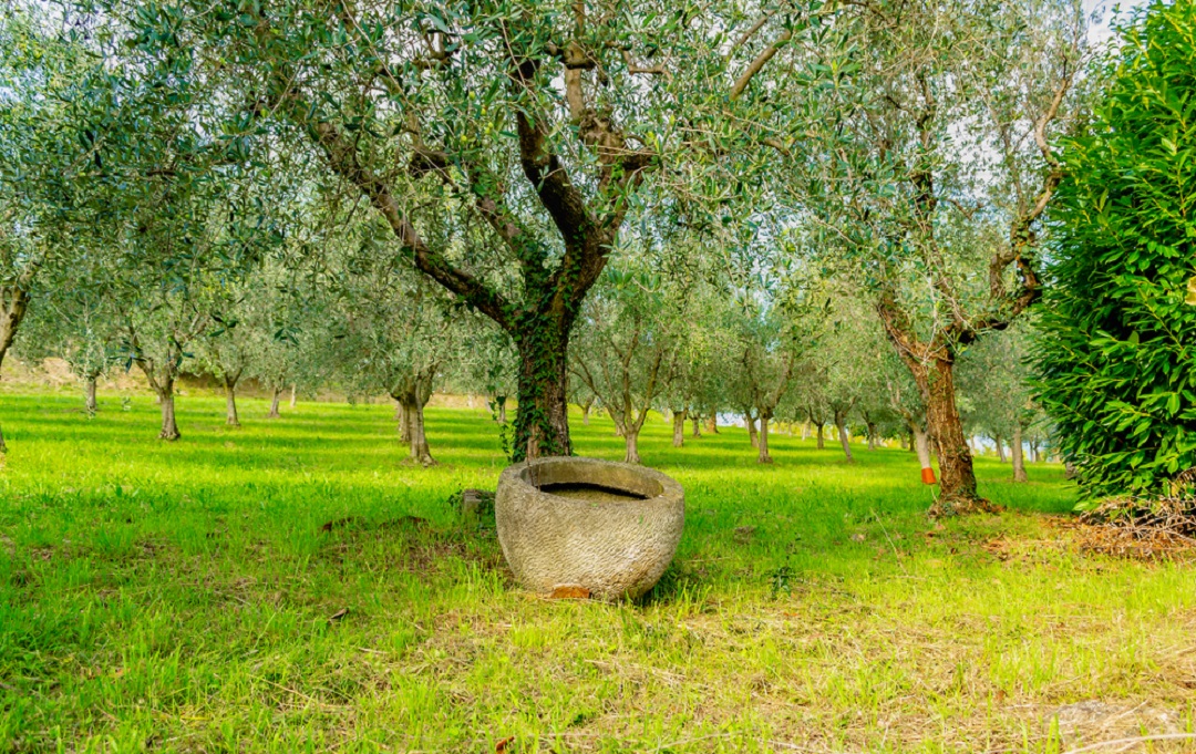 olio extravergine di oliva lombardia Lombardia
