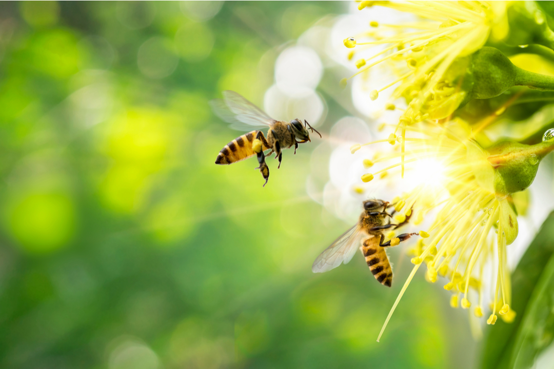 Giornata mondiale api