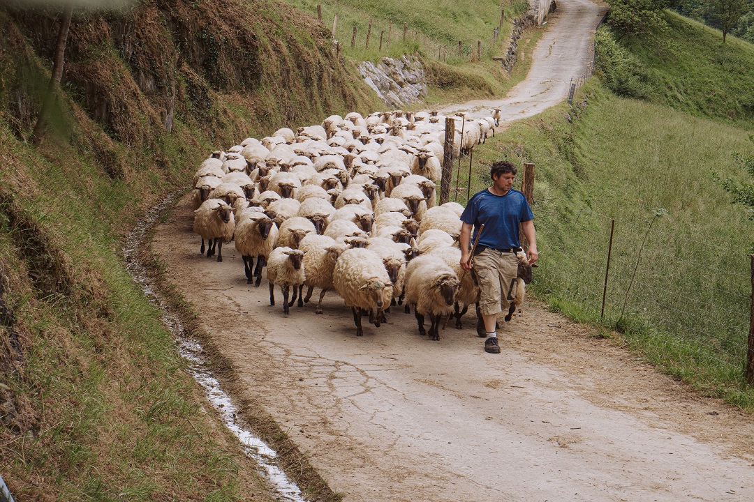 approvata legge pastoralismo lombardia