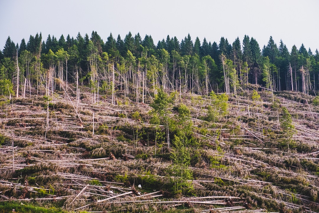 bostrico 100 milioni danni foreste