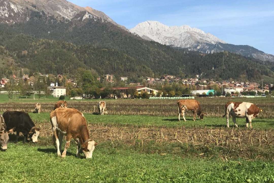 aziende suinicole latte montagna