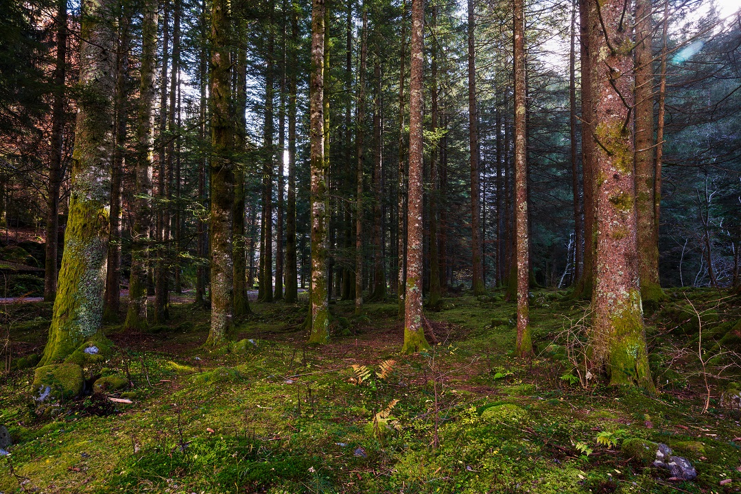 foreste lombardia progetti