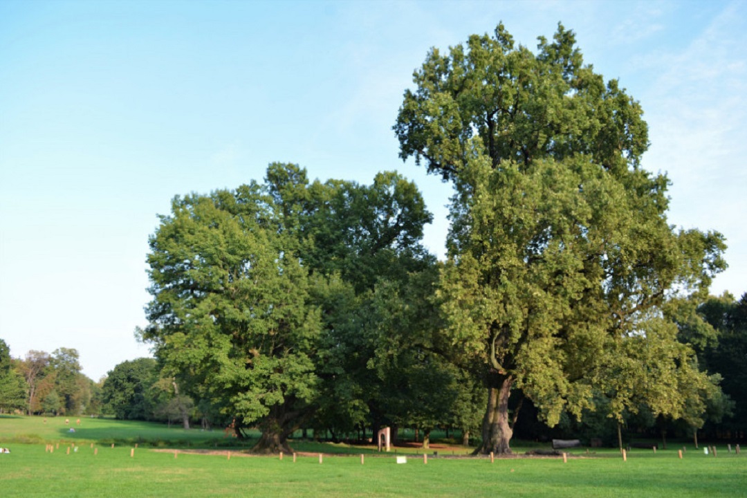 Alberi monumentali