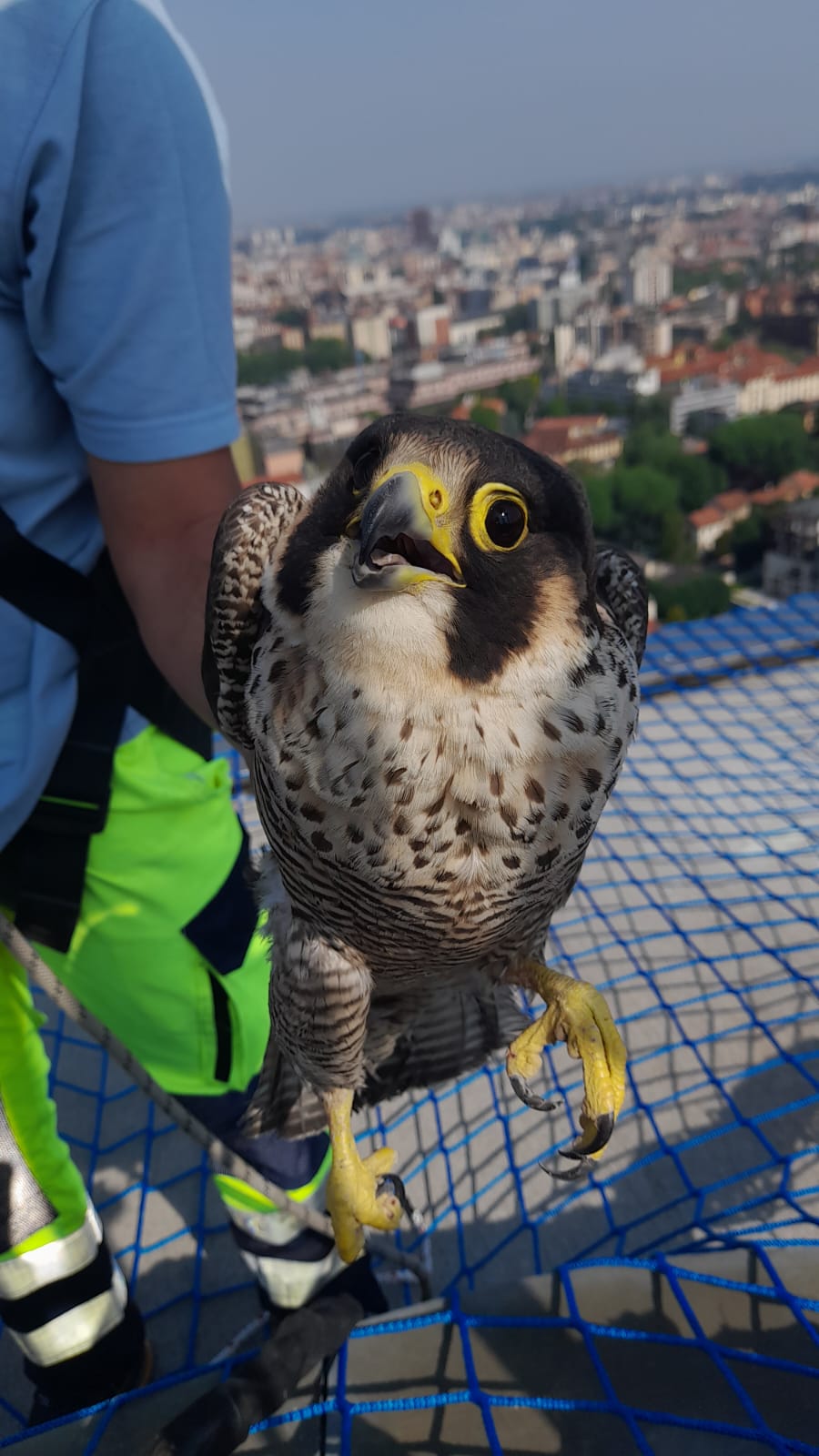 falco pellegrino giulia intrappolata