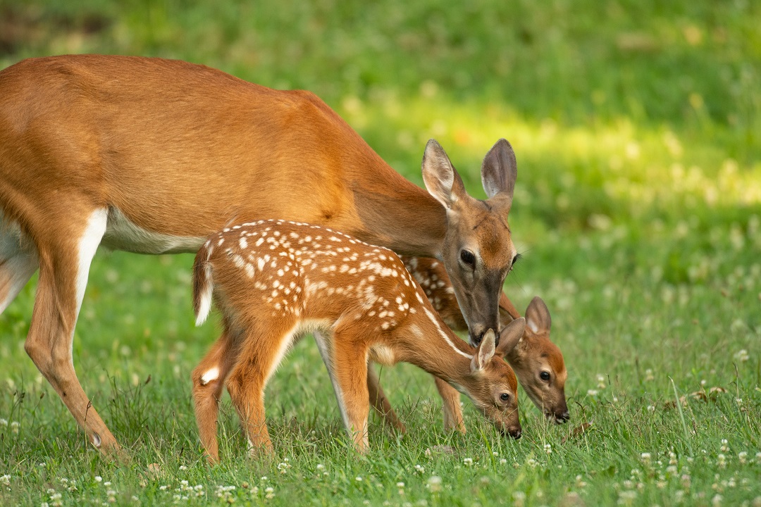 centri recupero fauna selvatica