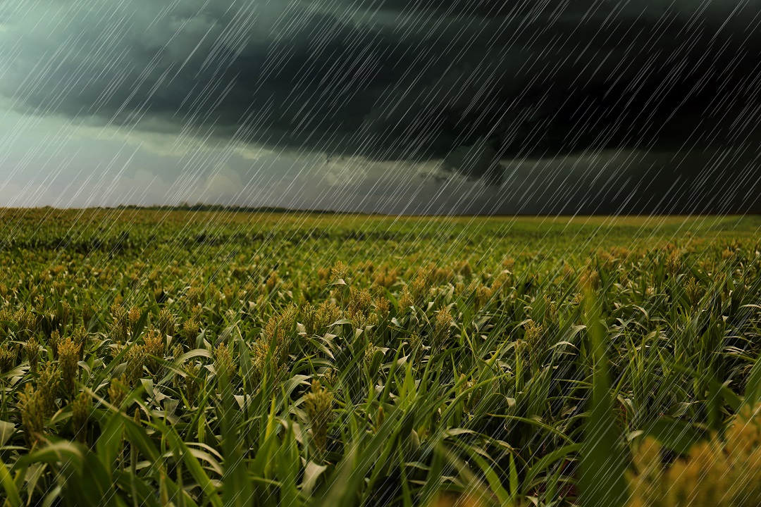 maltempo agricoltura lombarda danni