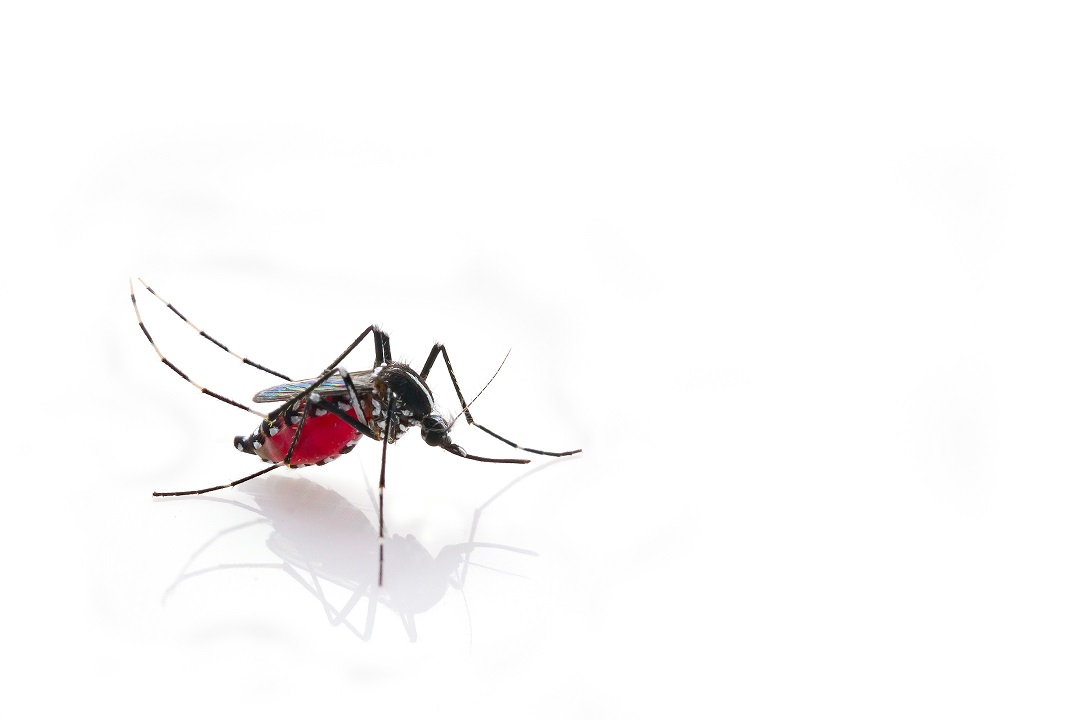 virus dengue