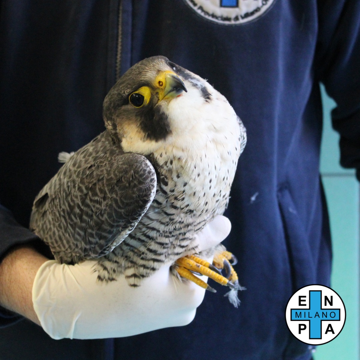 falco pellegrino ferito