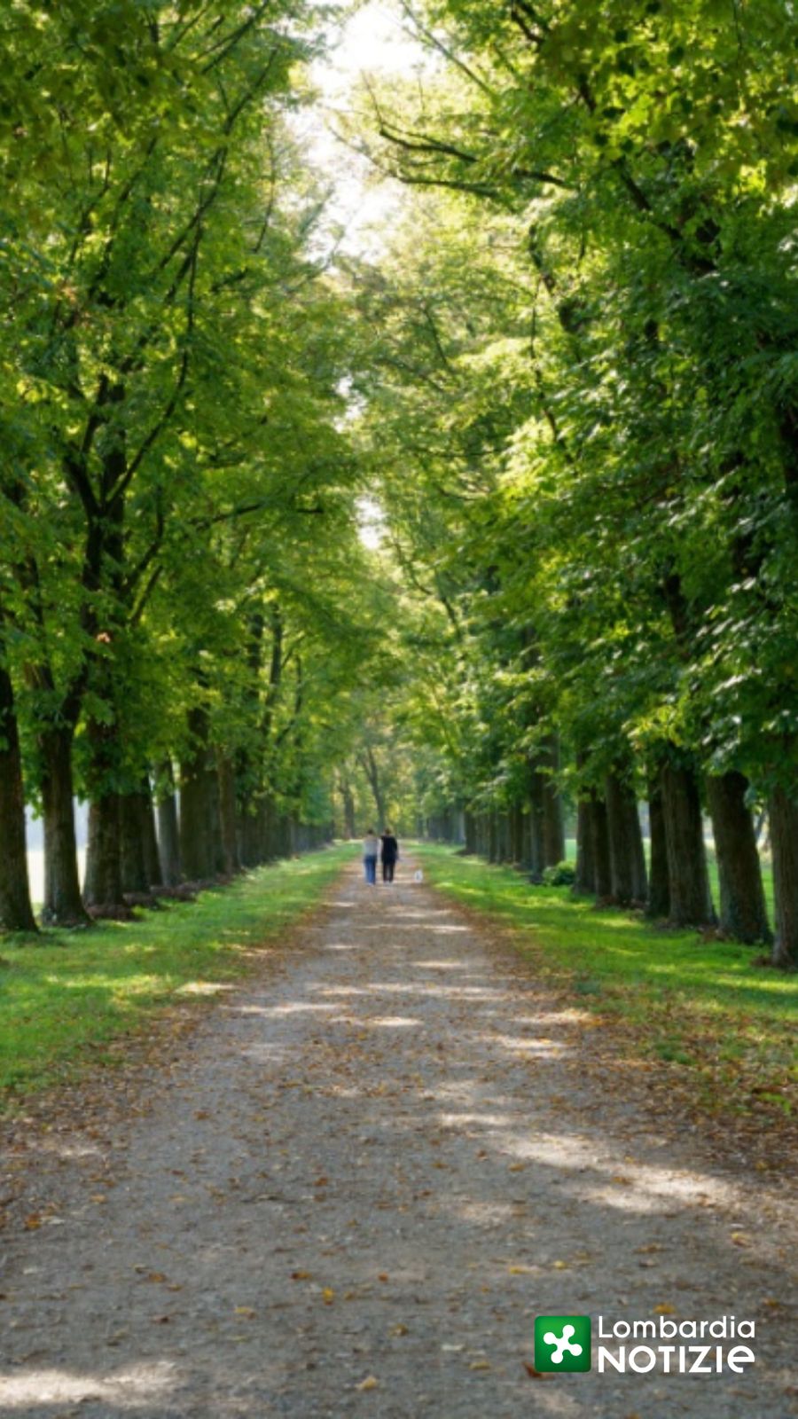 Alberi in prima linea per difendere