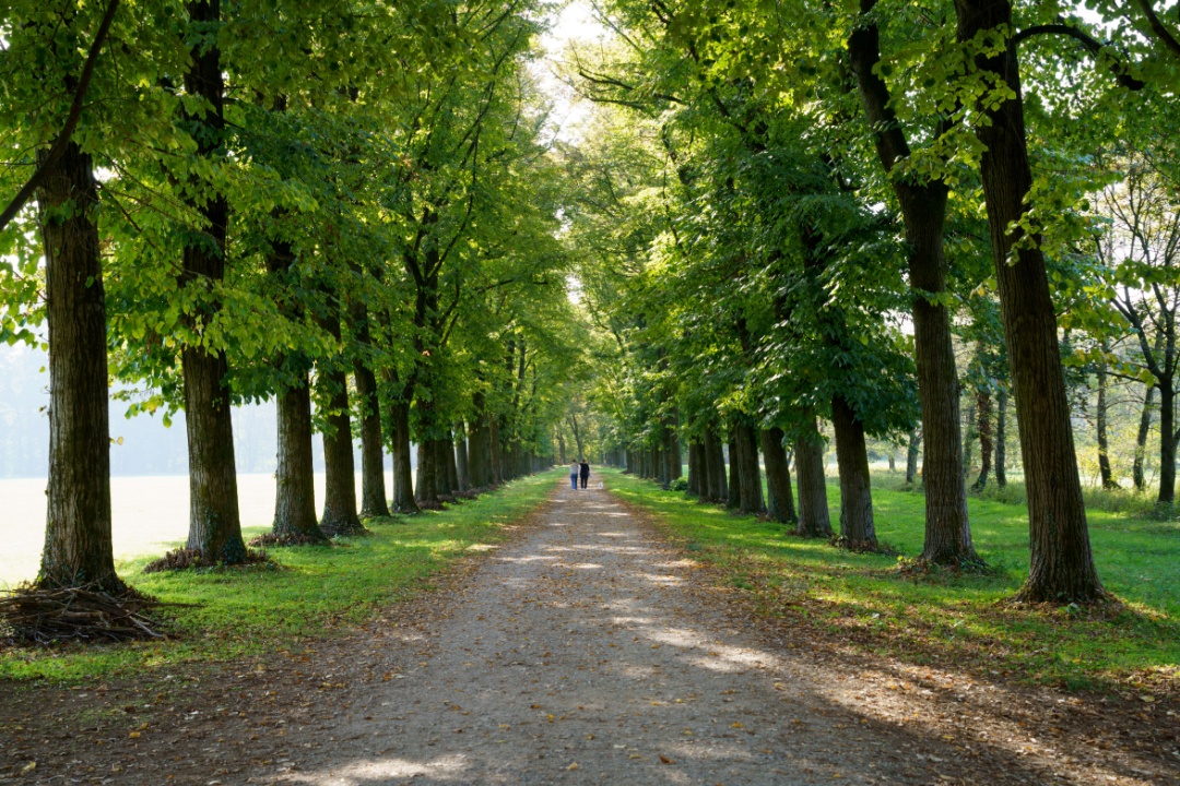 Alberi prima linea